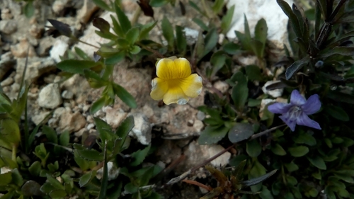 Image of Mecardonia vandellioides by (c) Leticia Jiménez Hernández, some rights reserved (CC BY-SA)