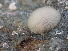 Onchidoris muricata