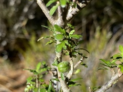 Pittosporum divaricatum