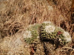 Mammillaria scrippsiana