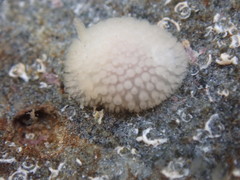 Onchidoris muricata