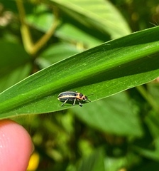 Eudiagogus episcopalis