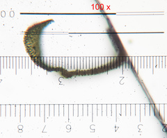 Nyholmiella obtusifolia