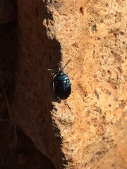 Canthophorus melanopterus