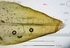 Nyholmiella obtusifolia