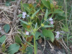 Buglossoides tenuiflora