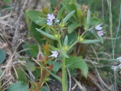 Buglossoides tenuiflora