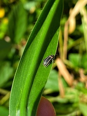 Eudiagogus episcopalis