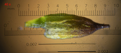 Nyholmiella obtusifolia
