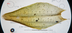 Nyholmiella obtusifolia