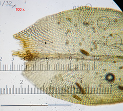Nyholmiella obtusifolia