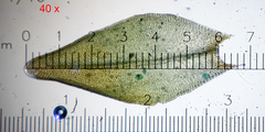 Nyholmiella obtusifolia