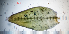 Nyholmiella obtusifolia