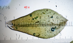Nyholmiella obtusifolia