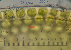 Nyholmiella obtusifolia