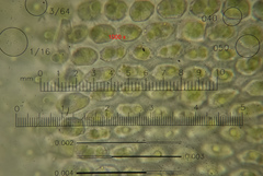 Nyholmiella obtusifolia