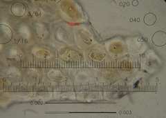 Nyholmiella obtusifolia