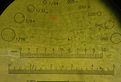 Nyholmiella obtusifolia