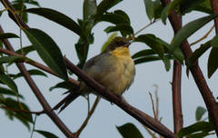 Microspingus cinereus
