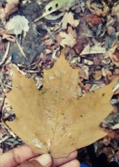 Acer binzayedii