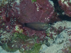 Cheilodipterus artus