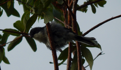 Microspingus cinereus