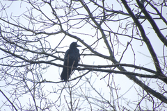 Corvus frugilegus