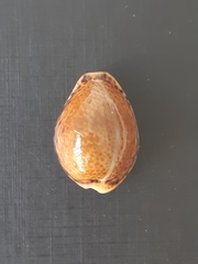 Naria acicularis