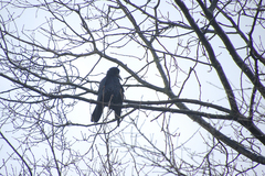 Corvus frugilegus