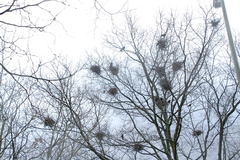 Corvus frugilegus
