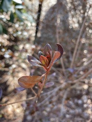 Rhododendron mucronulatum