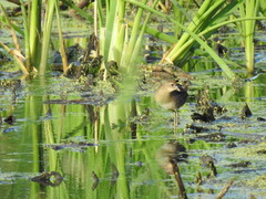 Porzana carolina
