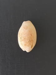 Luria cinerea