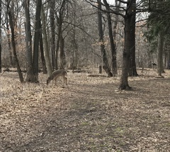 Odocoileus virginianus