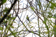 Eupsittula canicularis
