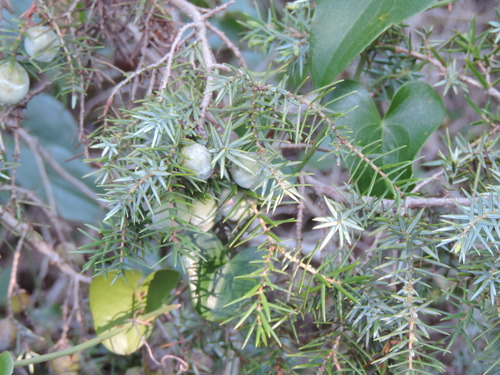 large-fruited juniper