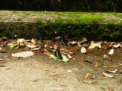 Graphium sarpedon nipponum