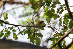 Leiothlypis peregrina