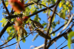 Leiothlypis peregrina