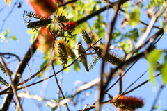 Leiothlypis peregrina
