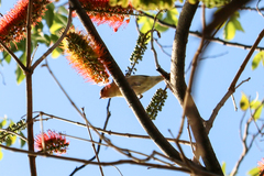 Leiothlypis peregrina