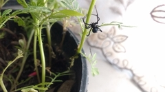Latrodectus mactans