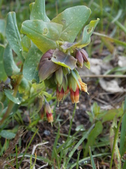 Cerinthe glabra