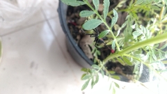 Latrodectus mactans
