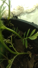 Latrodectus mactans