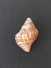 Leucozonia ocellata