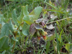 Cerinthe glabra