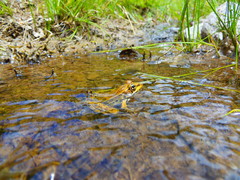 Lithobates spectabilis