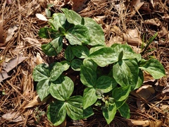 Trillium cuneatum