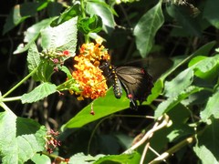 Battus polystictus